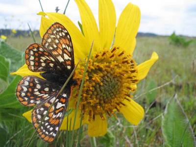 b2ap3_thumbnail_800px-Taylor_checkerspot_butterfly_on_yellowish_flower_euphydryas_editha_taylori.jpg b2ap3_thumbnail_800px-Taylor_checkerspot_butterfly_on_yellowish_flower_euphydryas_editha_taylori.jpg