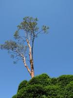 arbutus arbutus